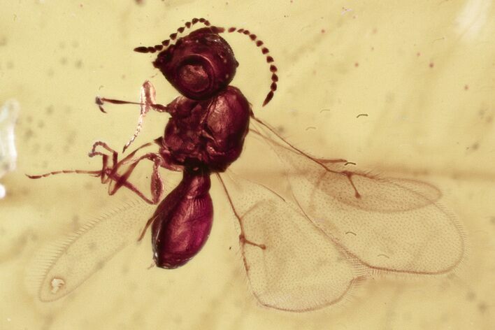 Fossil Parasitoid Wasp (Scelionidae) in Baltic Amber #330617